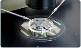 Genetik Taramalı Tüp Bebek